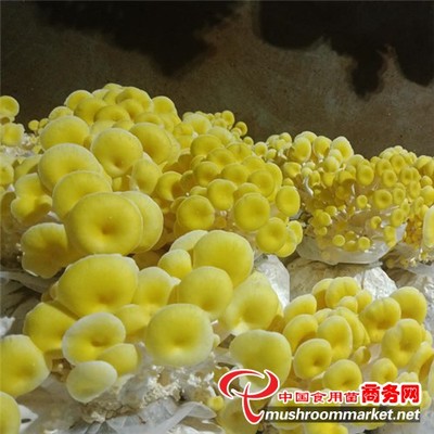 曲靖市 工厂化榆黄蘑丰收季 旅游咨询推动产业融合